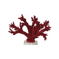 CORAL ABANICO ROJO
