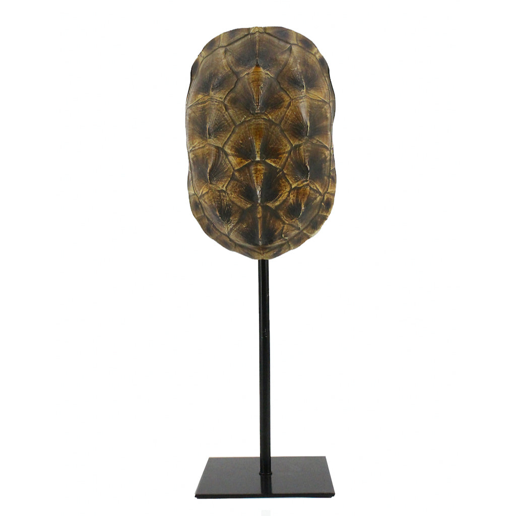 ESCULTURA CAPARAZÓN DE TORTUGA COLOR NATURAL MATERIAL RESINA <BR>12 X 11 X 34 CMS  CMS